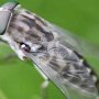 horsefly -Tabanus sudeticus